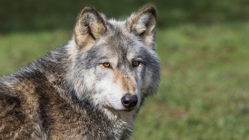 Wolf im Naturschutzgebiet