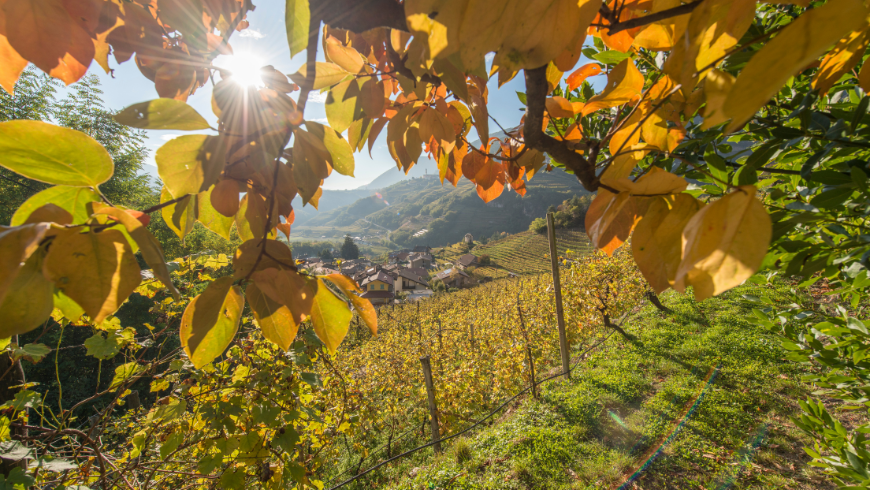 Die Weinberge des Cembra-Tals