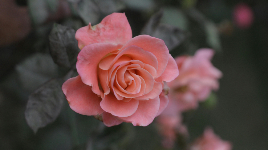 Wunderschöne rosa Rose