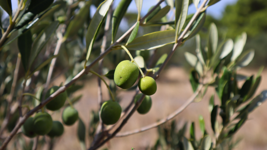 Olivenernte in den Abruzzen
