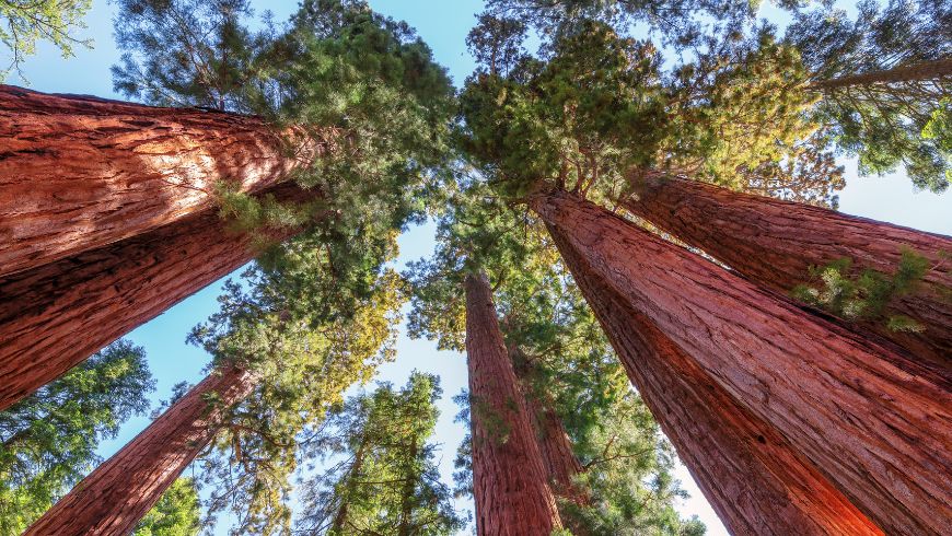 Riesenmammutbäume im Sequoia-Nationalpark, USA