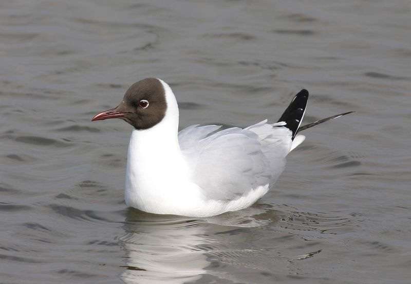 Gulls all at sea as UK populations take a dive
