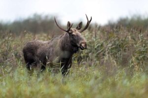 Die Rede des Königs für die Natur – acht neue Gesetzesentwürfe zur Bewältigung der Naturkrise