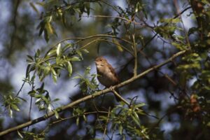 Ein Gesangserfolg für Nightingales an diesem Dawn Chorus Day