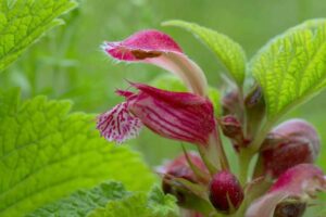 Experten verraten die wichtigsten Schritte, die Hausbesitzer unternehmen müssen, um die Ausbreitung des Himalaya-Balsamkrauts zu verhindern