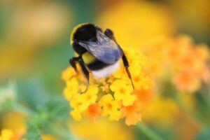 Hitzewellen zerstören das Sexualleben von Bienen – neue Forschung