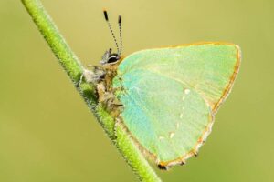 Naturliebhaber sind diesen Sommer eingeladen, bei der Jagd nach seltenen Schmetterlingen mitzuhelfen