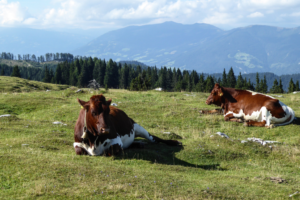 Radurlaub in Kärnten: Radeln durch die Natur im Süden Österreichs