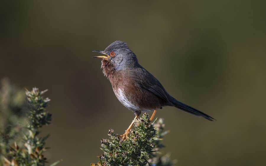 Record year for Dartford Warblers on RSPB nature reserves