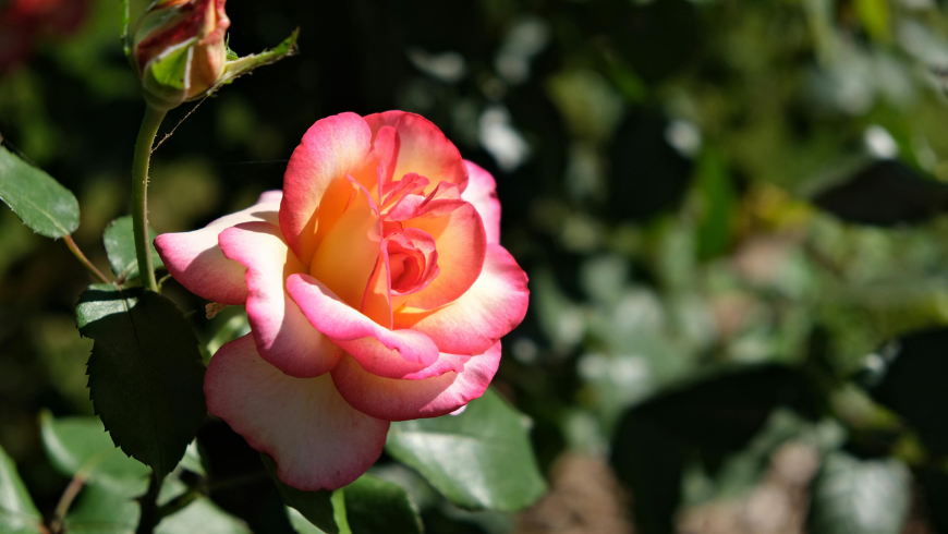 wunderschöne rosa Rose 