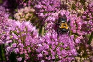 Was KI-Taxis und Roboter von Bienen lernen können