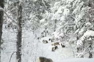 Wie Rentierherden, Natur und samische Kultur gedeihen können, wenn Wälder wiederhergestellt werden