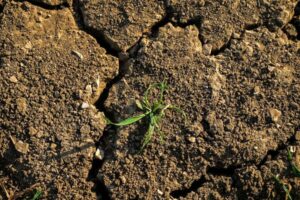 Wie ein Super-El Niño eine globale Hungersnot auslösen könnte