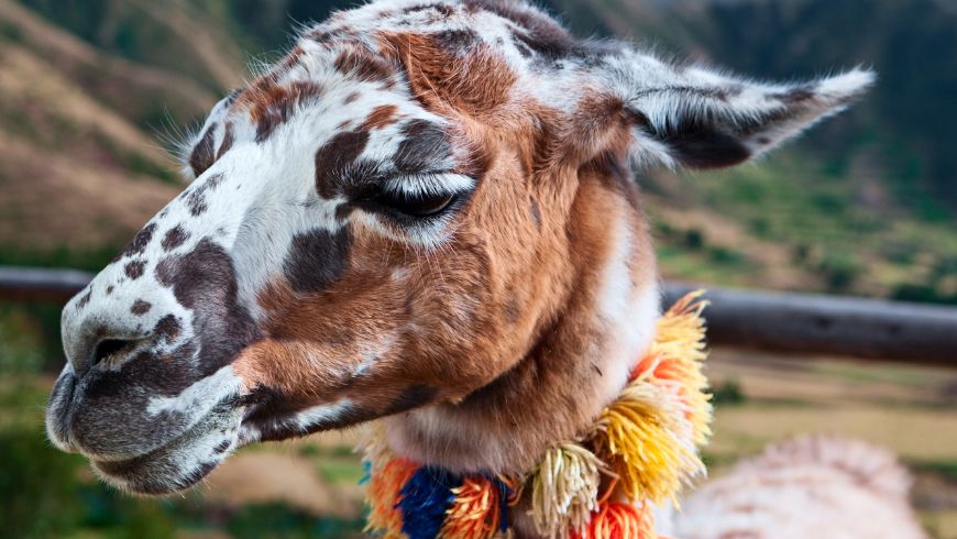 Lama steht in den Anden, eines der symbolträchtigsten Tiere Perus