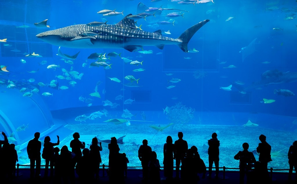 Georgia Aquarium