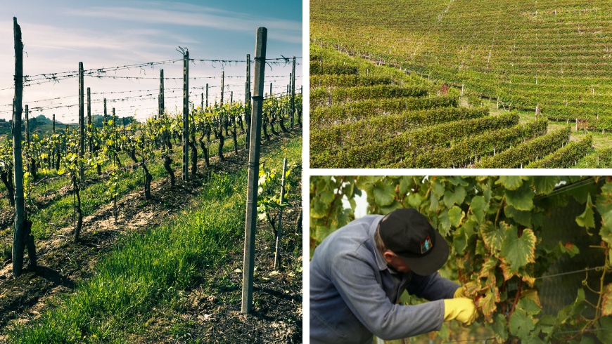 Weinberge und Mann bei der Arbeit