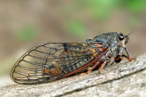 Naturschützer vollenden wichtigen Schritt bei der Wiederansiedlung ausgestorbener Insekten
