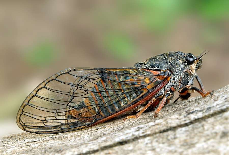 Conservationists complete key step in extinct insect reintroduction