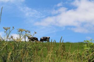 Die Regierung legt den Landwirtschaftsfahrplan 2050 für England vor