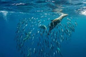 Ein „Super“-El Niño kann die Fischerei zerstören – und Robben und Seelöwen verhungern lassen