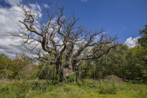Für Robin Hoods weltberühmten Baum, die Major Oak, geht eine Ära zu Ende – aber ihr Erbe lebt weiter