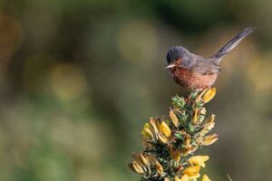 Heidevögel erholen sich weiterhin