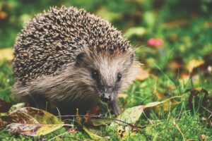 Mikroplastik in Igeln gefunden – zurückgeführt auf Tierfutter