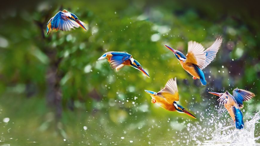 Eisvogelfischen in einem Flussökosystem im peruanischen Amazonasgebiet