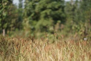 Nature Groups und NFU warnen davor, dass neue SFI-Mittel die Nachfrage nicht decken werden