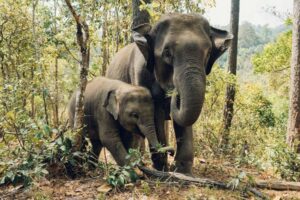 Über 300 Wissenschaftler aus aller Welt sind sich einig, dass der Schutz der Tierwelt zum Wohle des Klimas dringend erforderlich ist