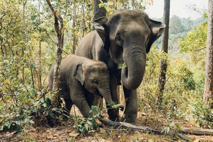 Over 300 global scientists unite on urgent need for wildlife protection for sake of the climate