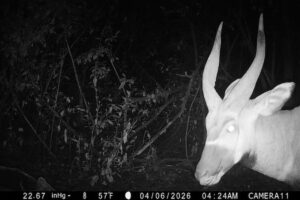 Unglaublich seltene Antilope, aufgenommen mit der Kamera in der Region, in der sie vermutlich verschwunden waren