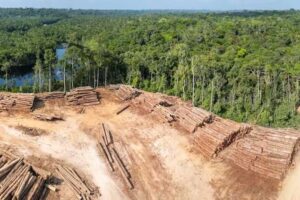 Wie positive Kipppunkte der Schlüssel zum Schutz tropischer Regenwälder sein können