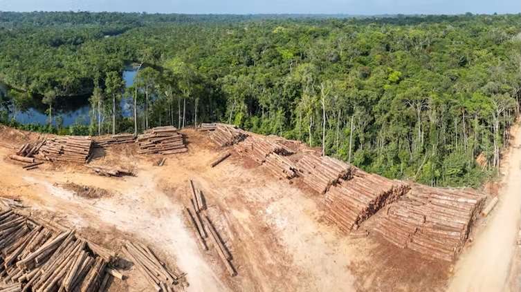 Wie positive Kipppunkte der Schlüssel zum Schutz tropischer Regenwälder sein können