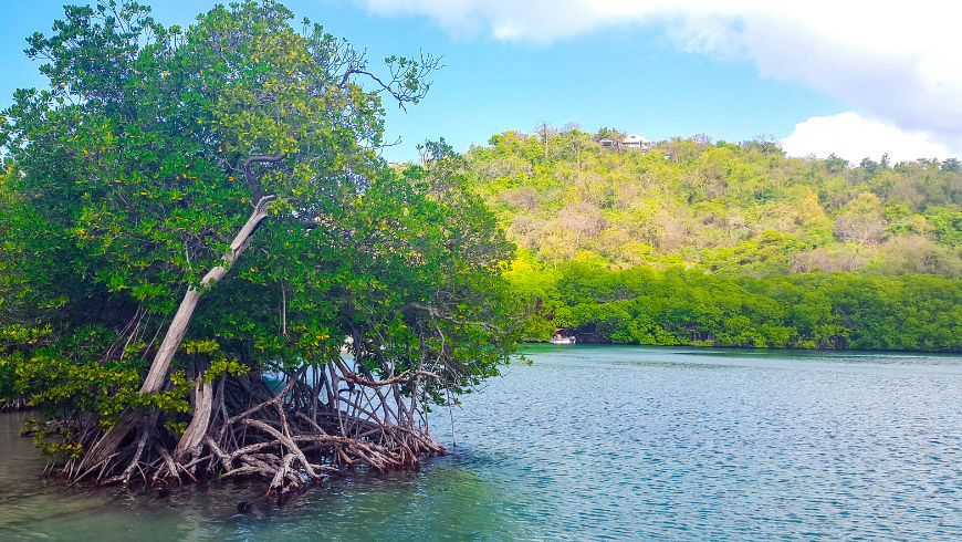 Blick auf Mangroven auf Martinique