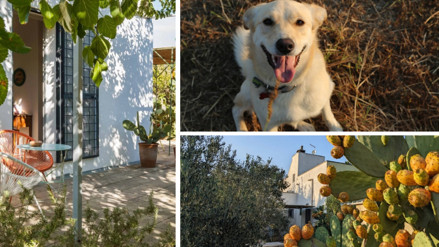 Veranda mit kleinem Tisch, Hund und Feigenkakteen
