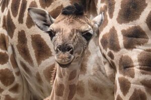 Lernen Sie Jude kennen: Giraffenbaby, das während der Weltmeisterschaft geboren wurde