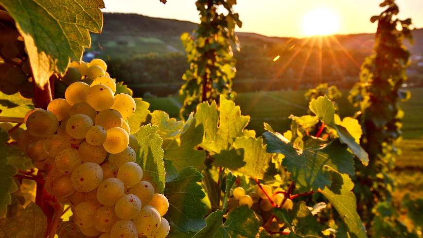 Bio-Trauben aus den Mosel-Weinbergen