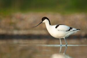 Ältester Vogel seiner Art, der im RSPB-Naturschutzgebiet entdeckt wurde