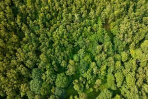 Das RSPB verbindet wertvolle walisische Landschaften wieder, um seltene keltische Regenwälder und Trauerschnäpper zu schützen