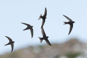 Der Himmel ist still, während Zugvögel auf der ganzen Welt abstürzen