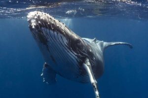 Der Klimapolitik fehlen die Tiere, die Ökosysteme funktionieren lassen