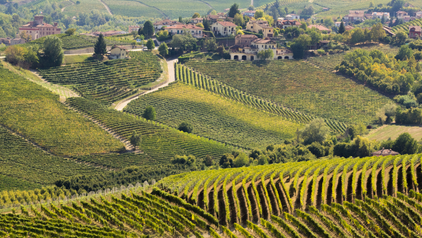 Blick über die Weinberge der Langhe