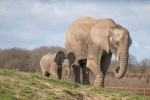Die ikonische Elefantenherde von Howletts bleibt in Kent