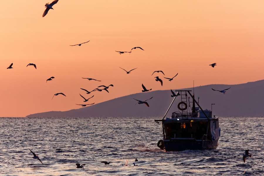 Porpoises and puffins impacted by bottom trawlers according to new report