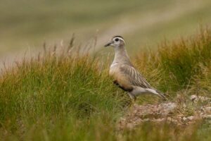 Großbritannien könnte aufgrund des Klimawandels seine erste Vogelart verlieren