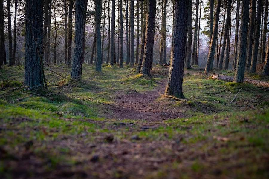 Heatwaves: why British trees are shedding branches and dying