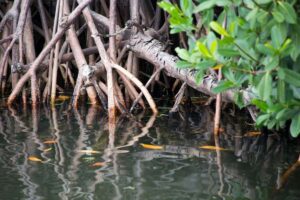 KAUST-Forscher suchen in Mangroven nach plastikabbauenden Enzymen