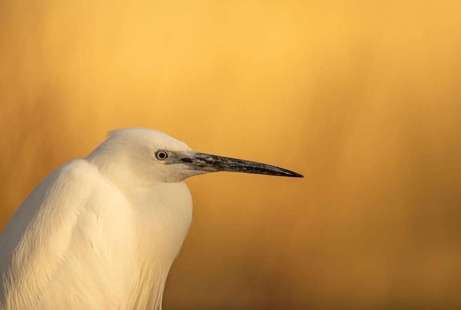 New evidence shows climate change is already impacting UK bird populations