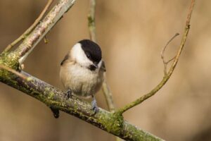 Tittesworth Water ist der größte Stausee, der mit der landesweit bedeutenden Biodiversity Benchmark-Akkreditierung ausgezeichnet wurde